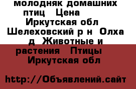 молодняк домашних птиц › Цена ­ 100 - Иркутская обл., Шелеховский р-н, Олха д. Животные и растения » Птицы   . Иркутская обл.